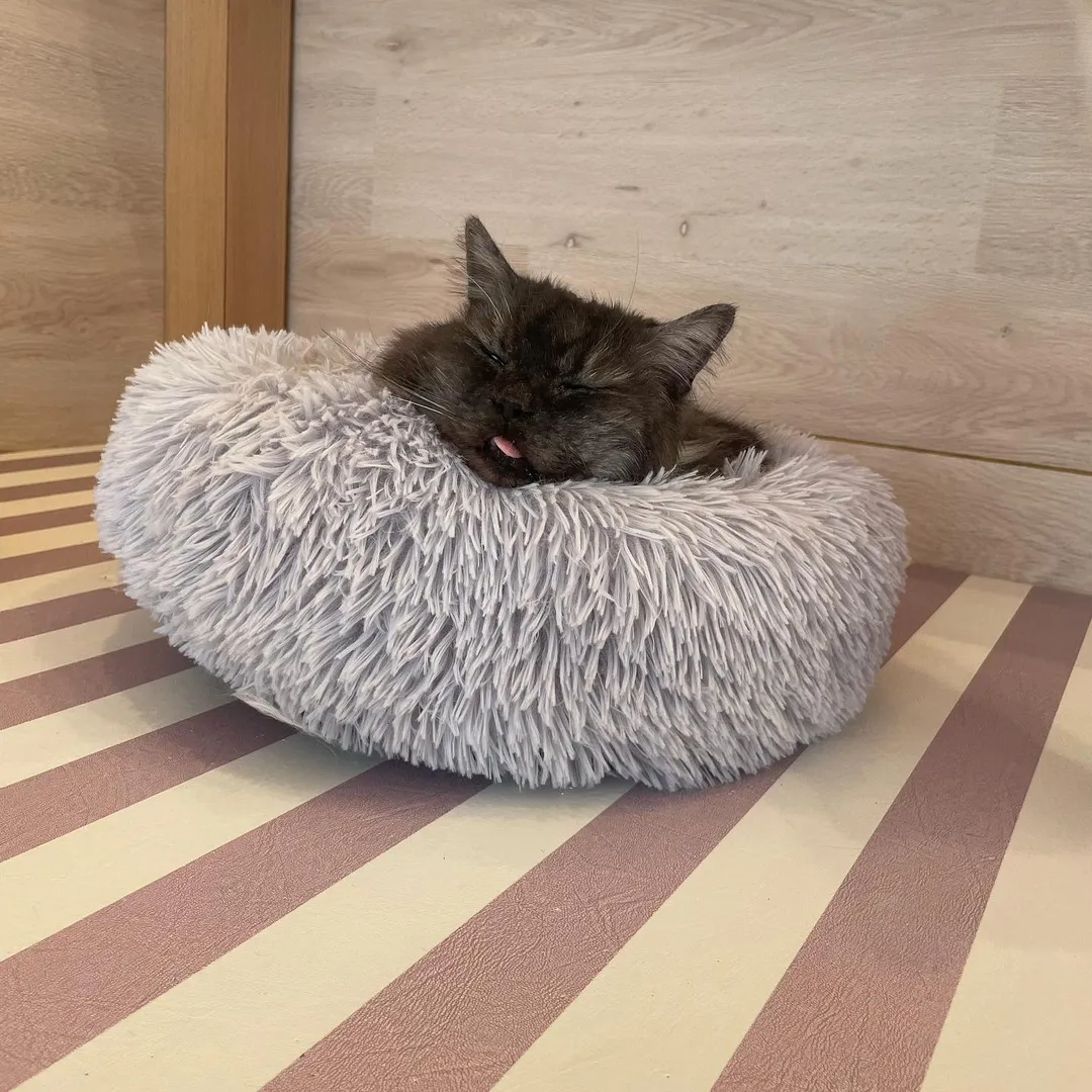 投稿の写真10