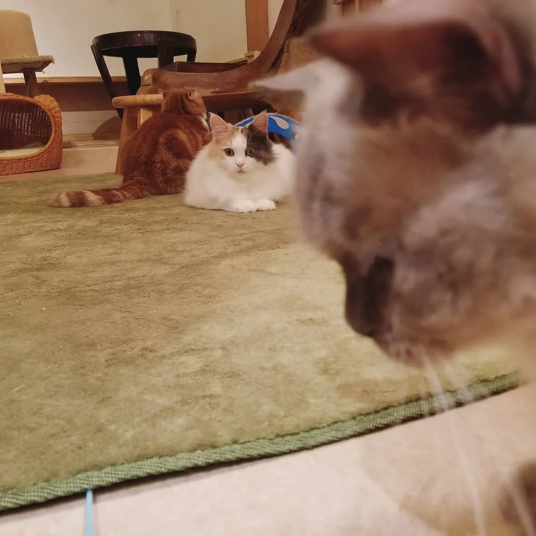 投稿の写真3