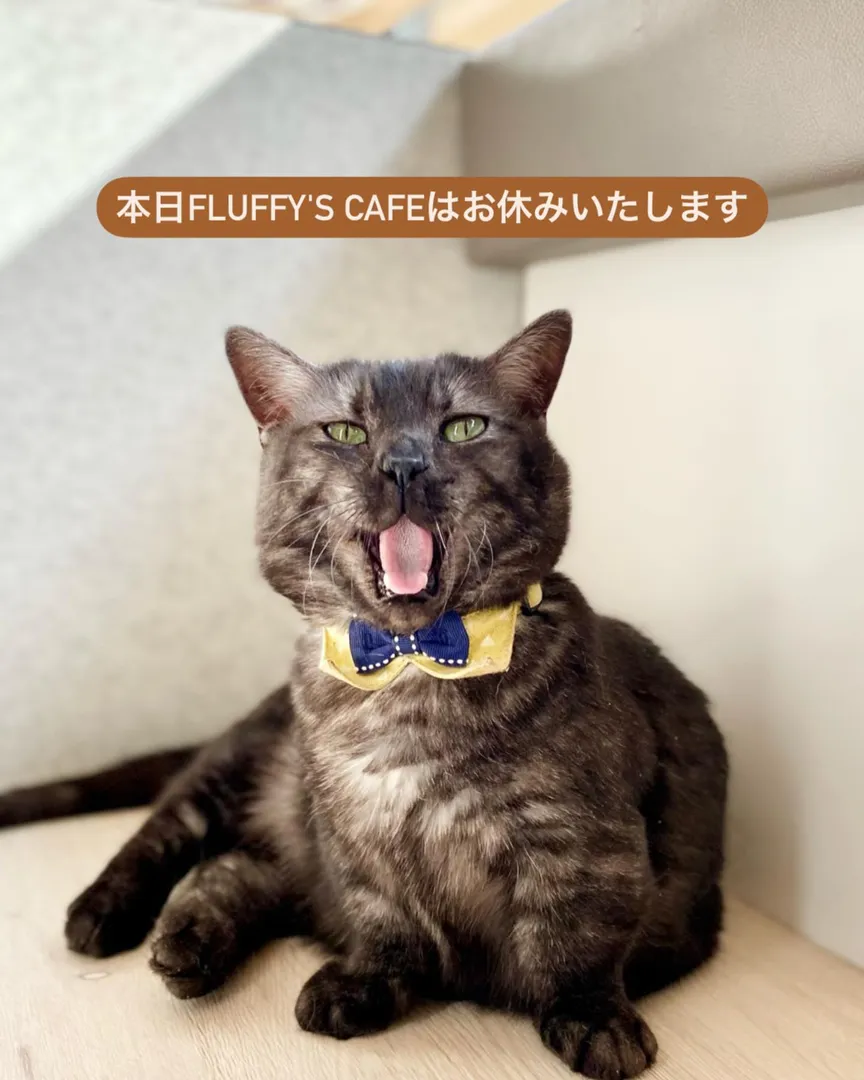 投稿の写真