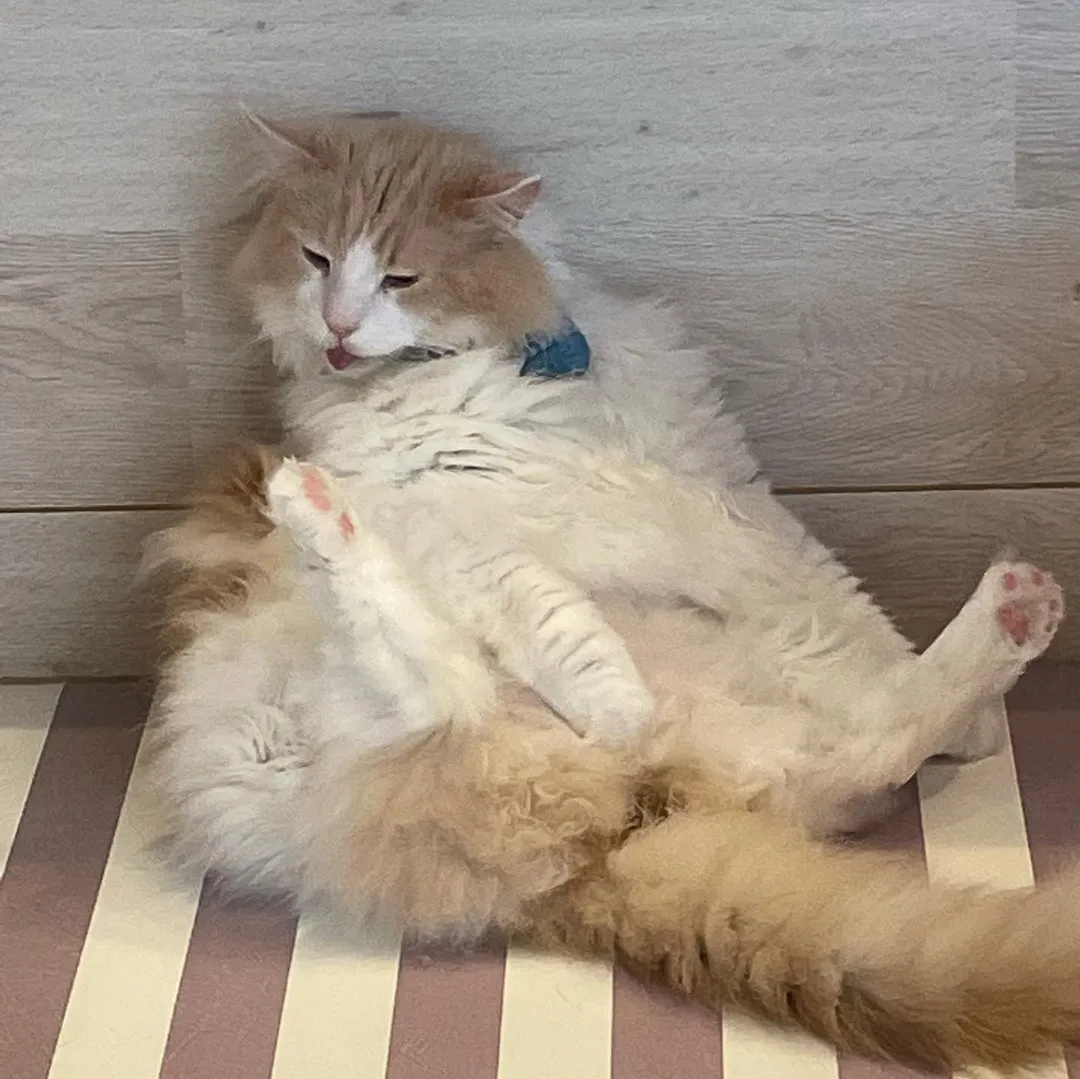 投稿の写真6