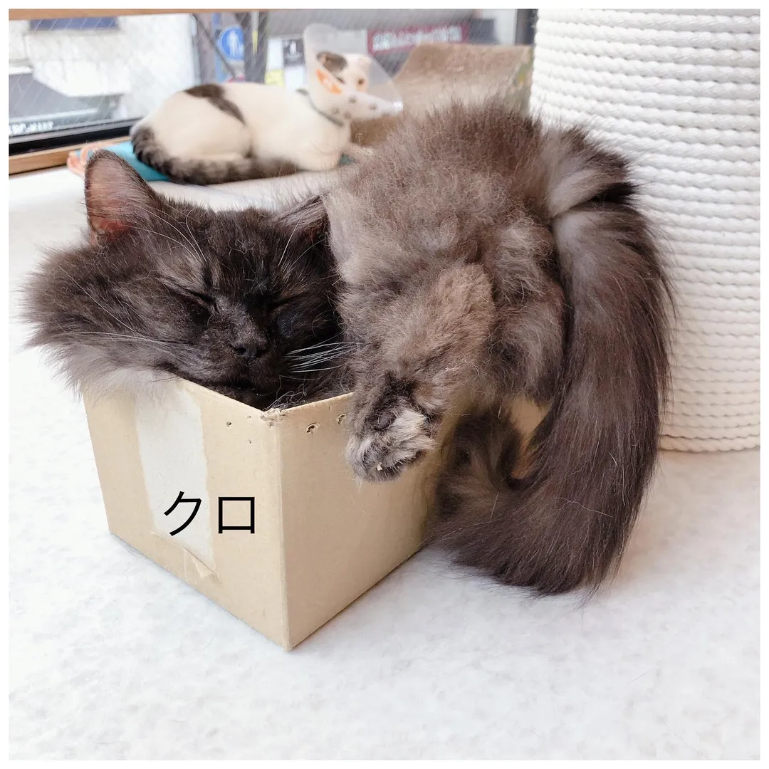 投稿の写真2