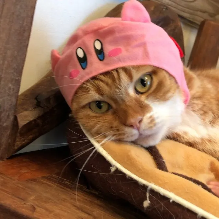 投稿の写真3