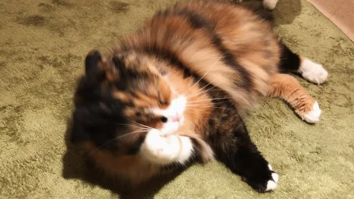 投稿の写真3