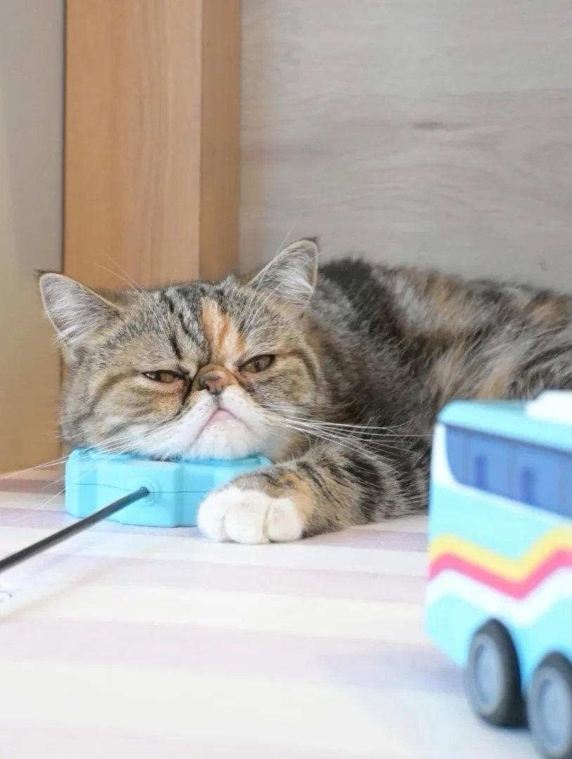 投稿の写真3