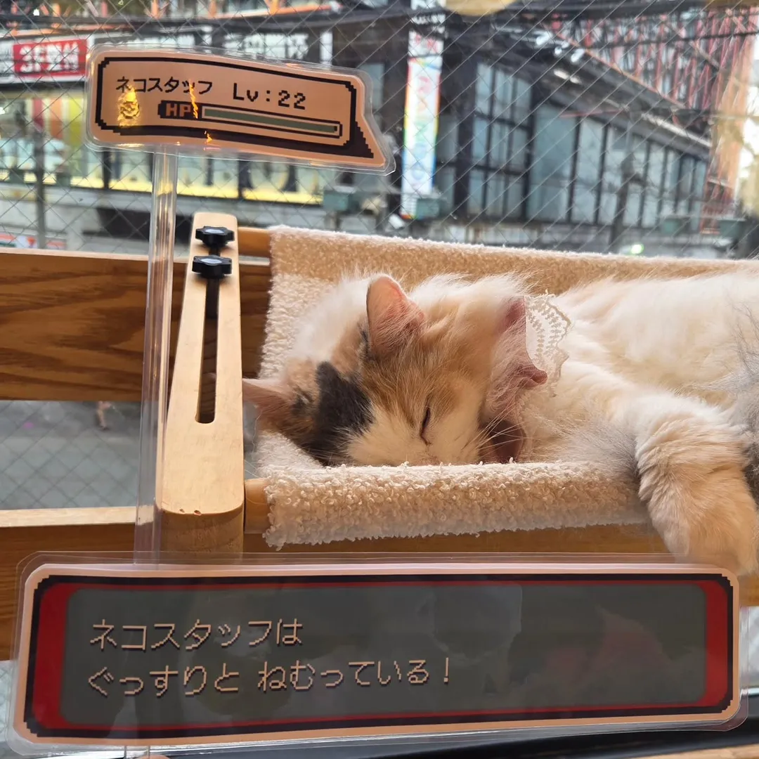 投稿の写真