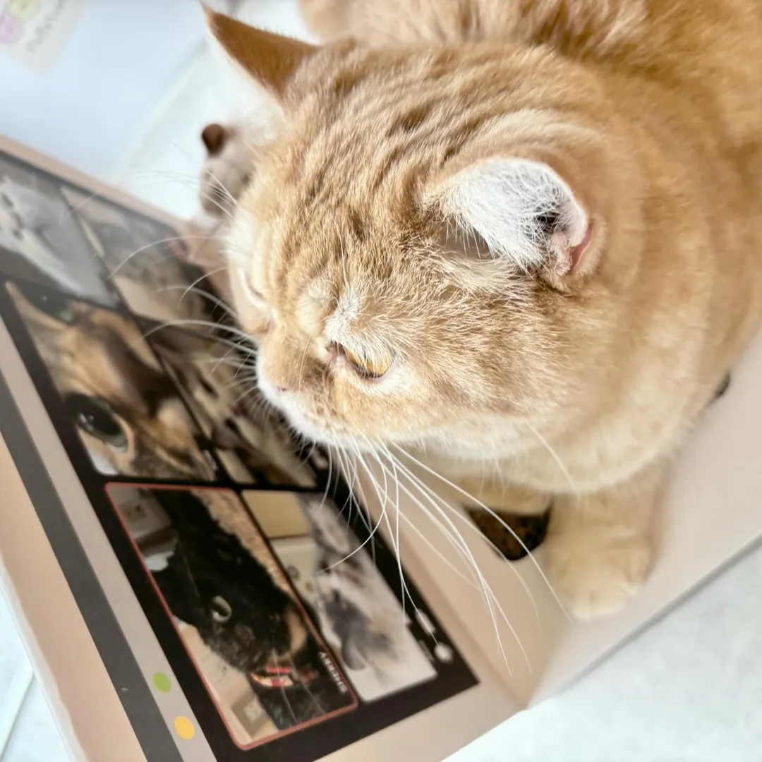投稿の写真3