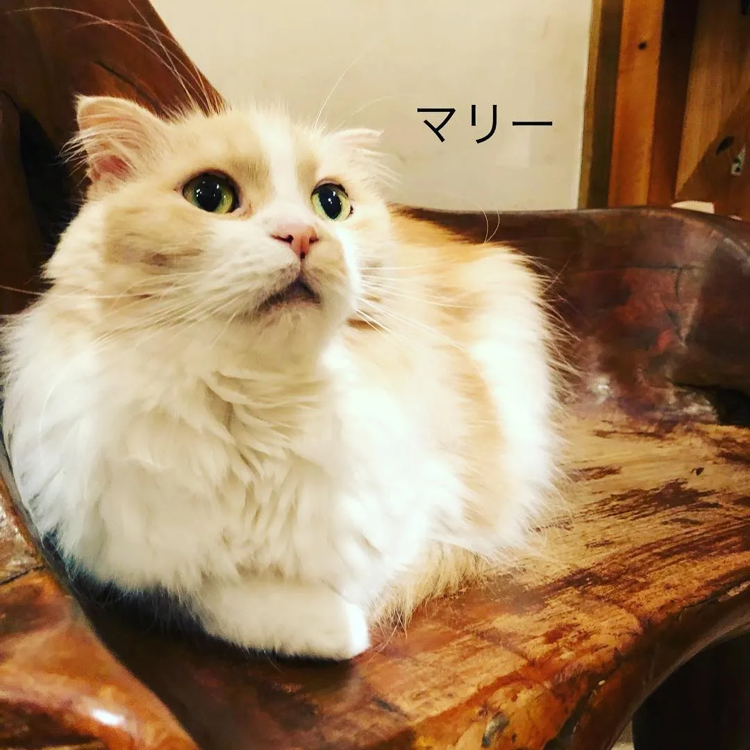 投稿の写真3