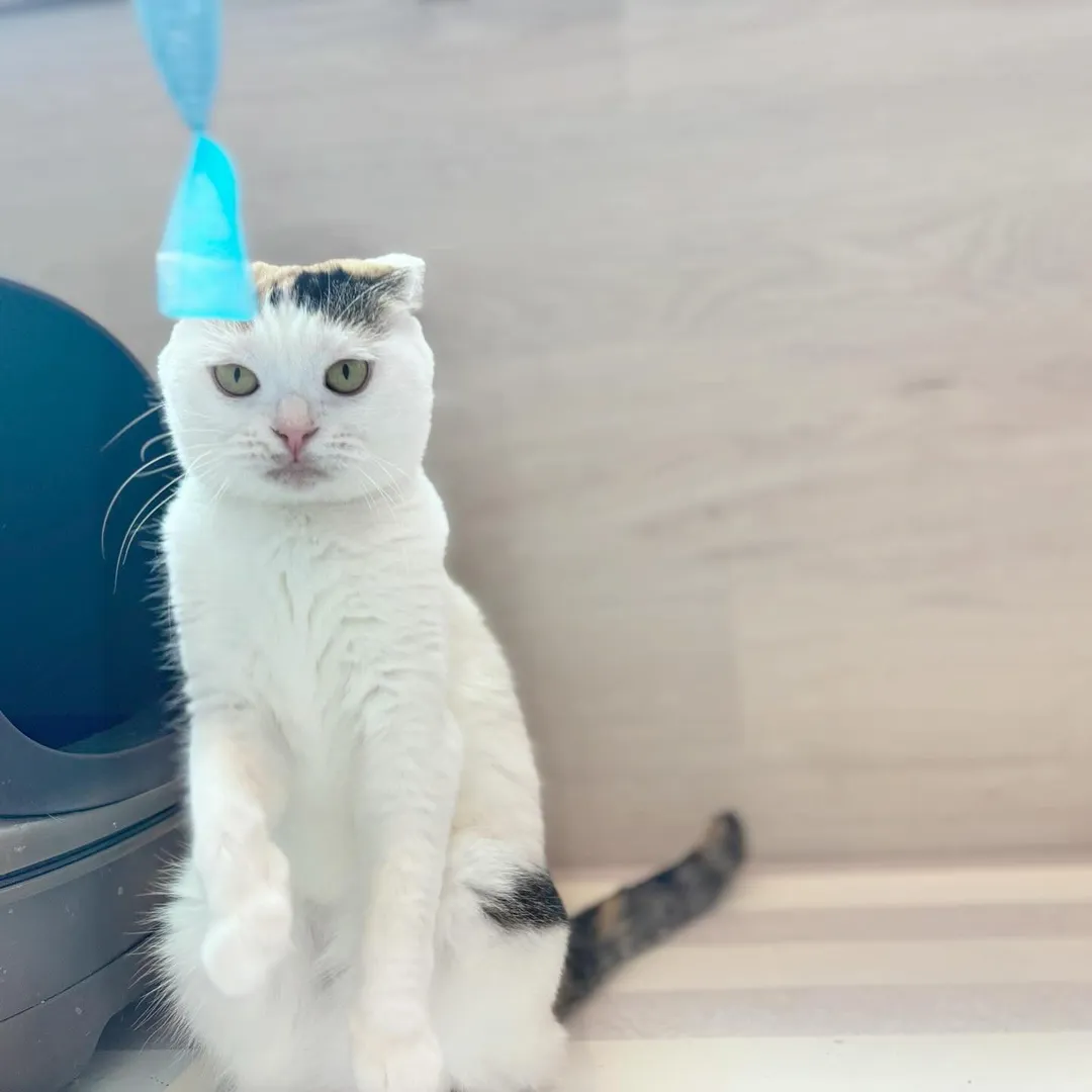 投稿の写真4