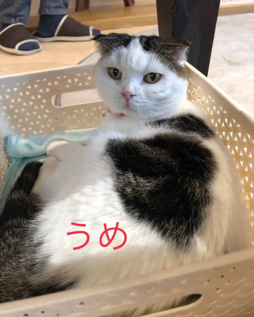 投稿の写真1