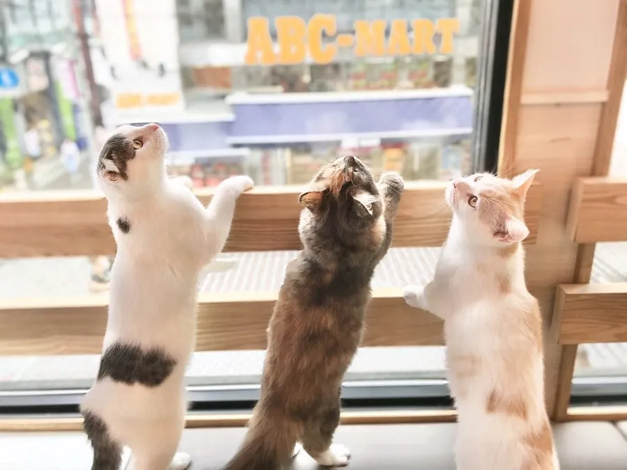 投稿の写真1
