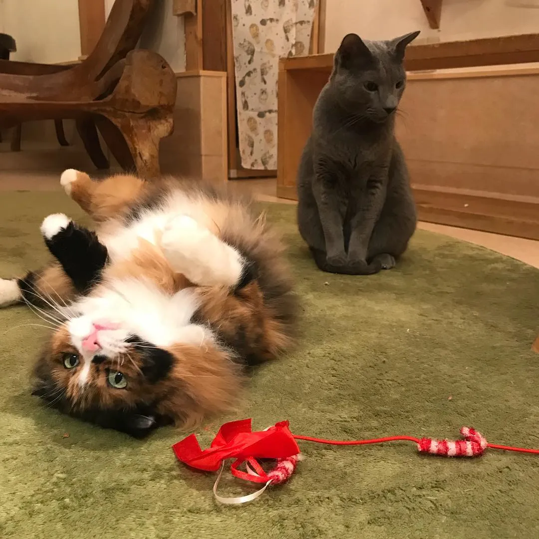 投稿の写真5