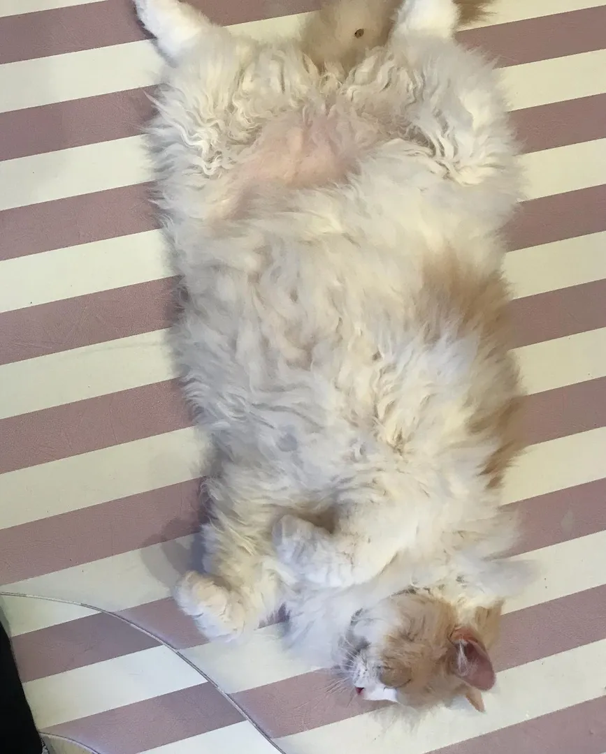投稿の写真3