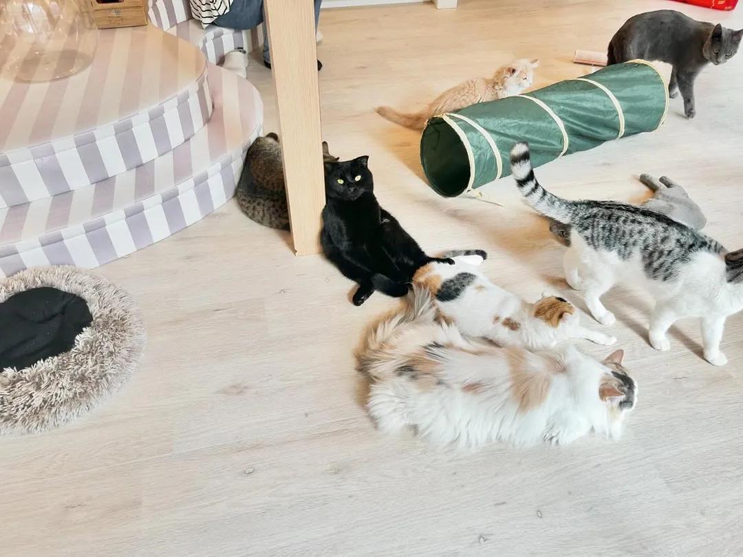 投稿の写真1
