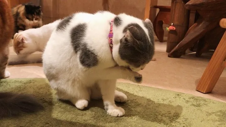 投稿の写真5