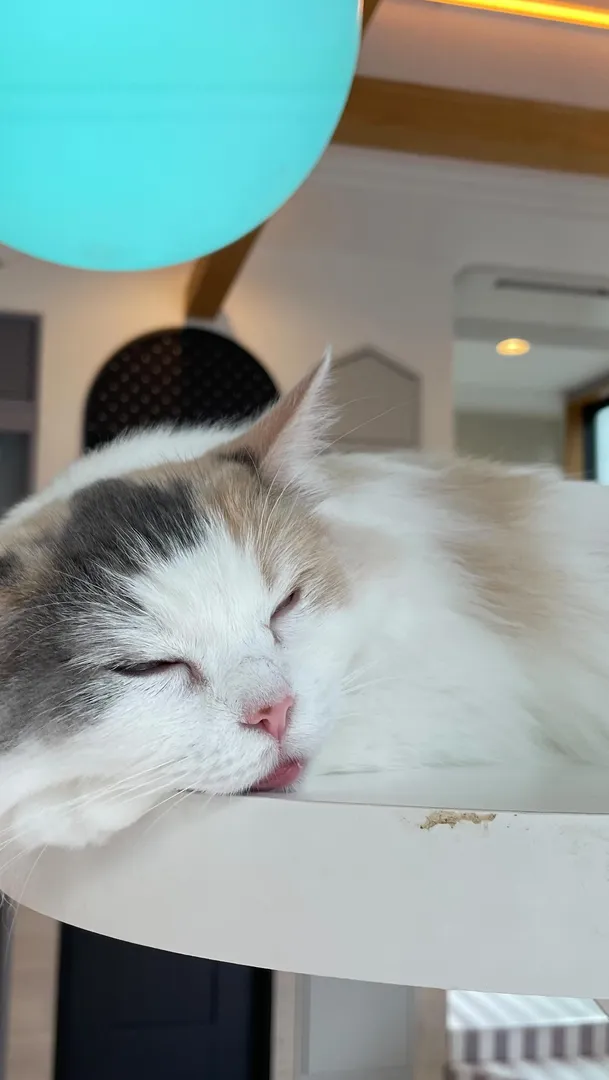投稿の写真