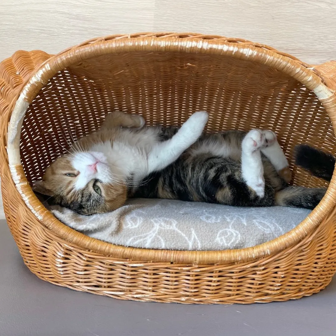 投稿の写真2