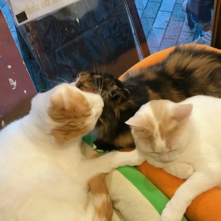 投稿の写真2