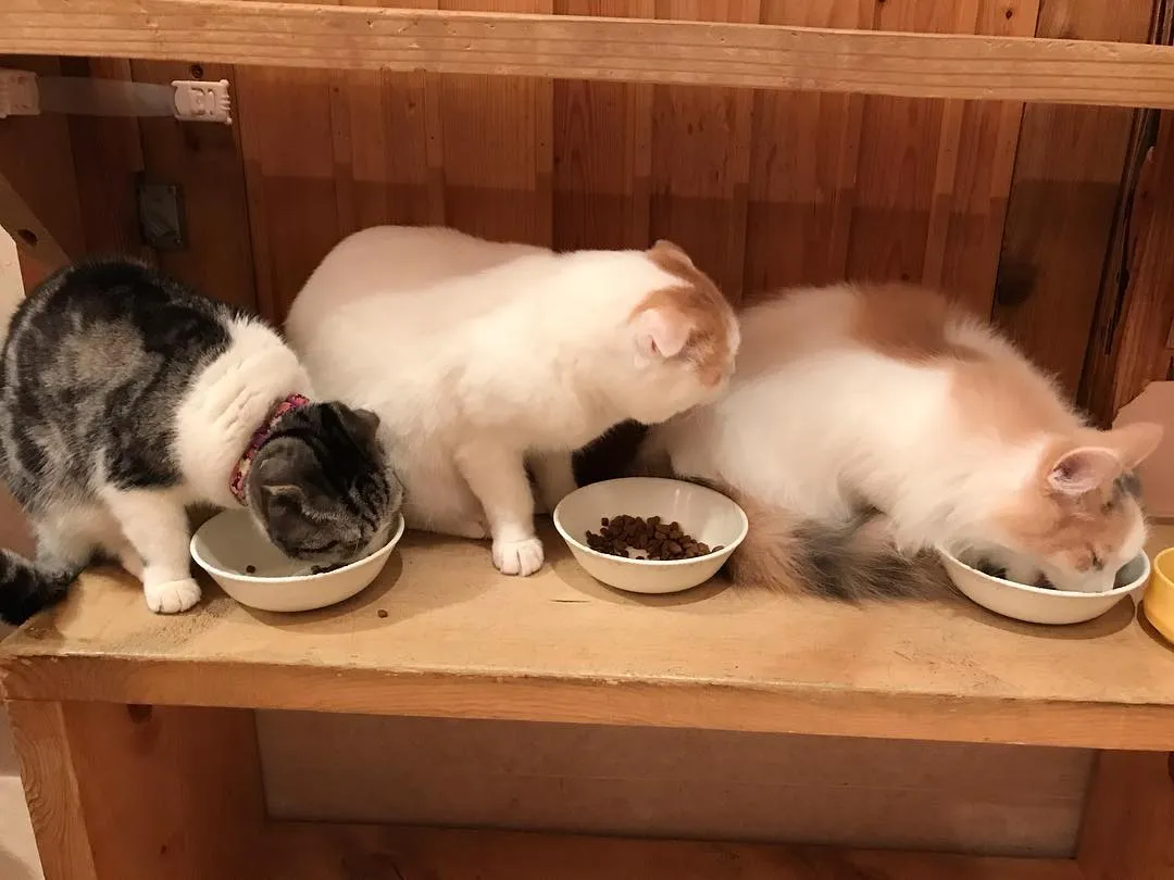 投稿の写真2