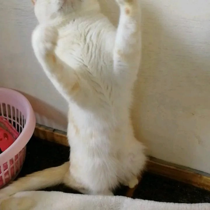 投稿の写真3