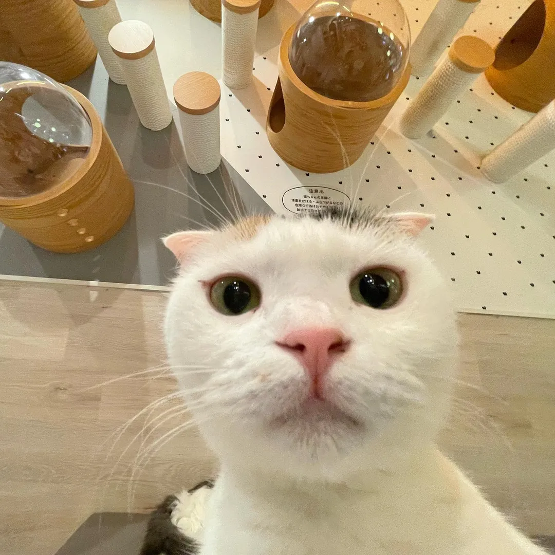 投稿の写真4