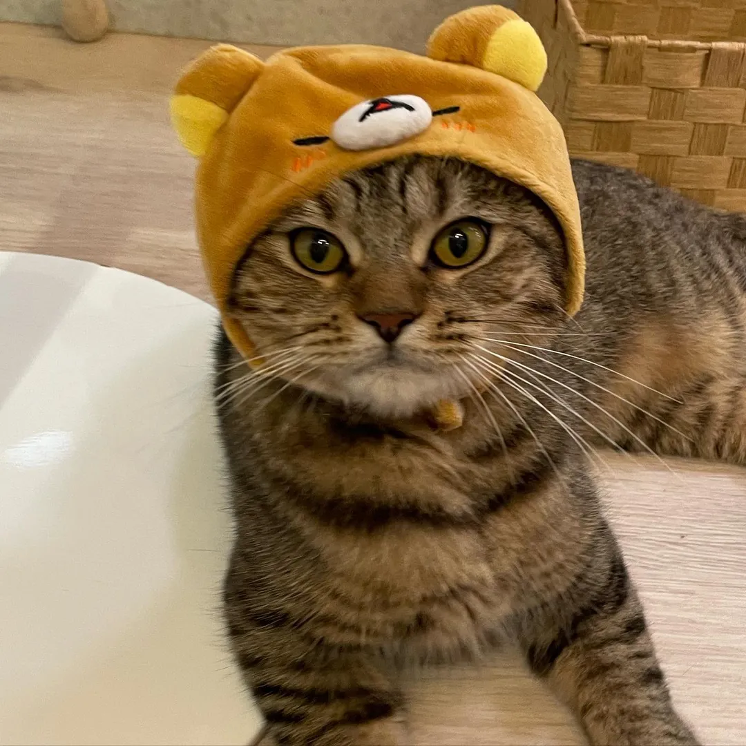 投稿の写真2