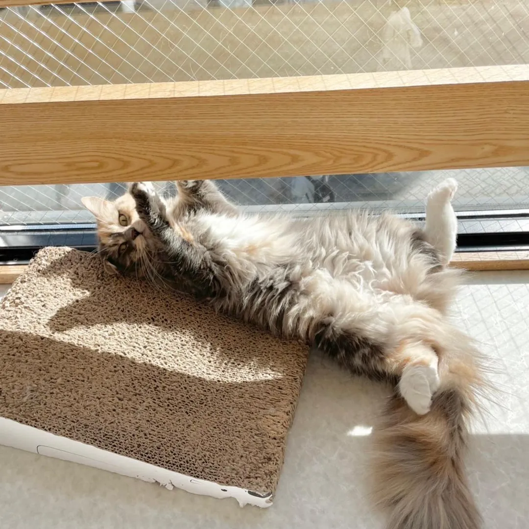 投稿の写真6