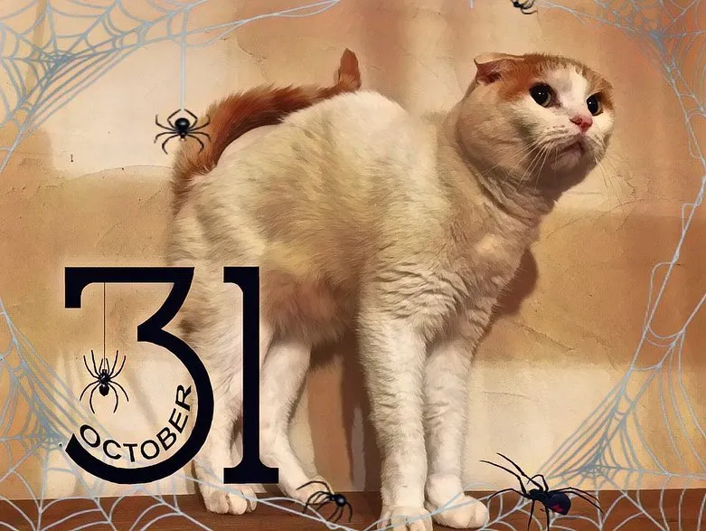 投稿の写真3