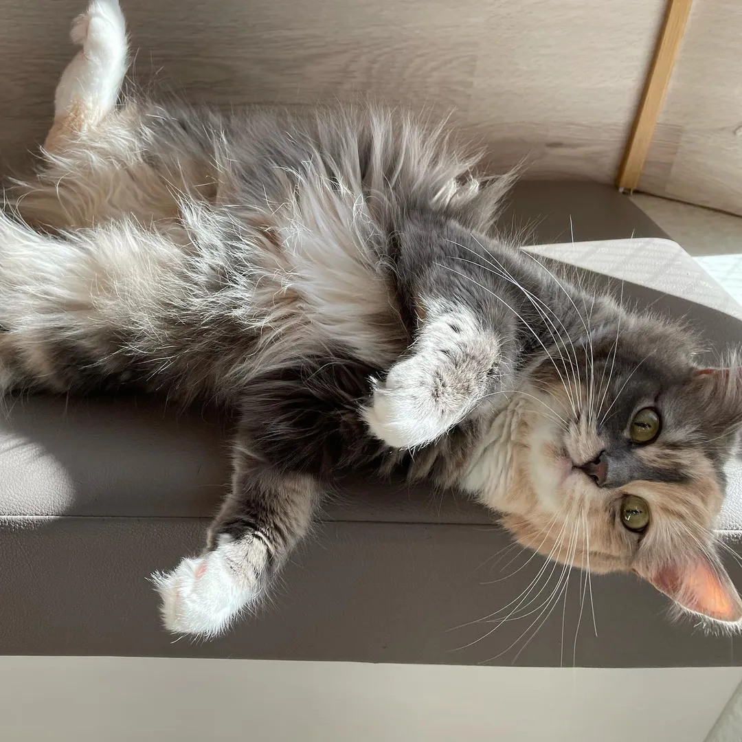投稿の写真6