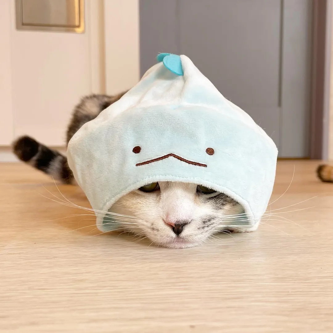 投稿の写真4