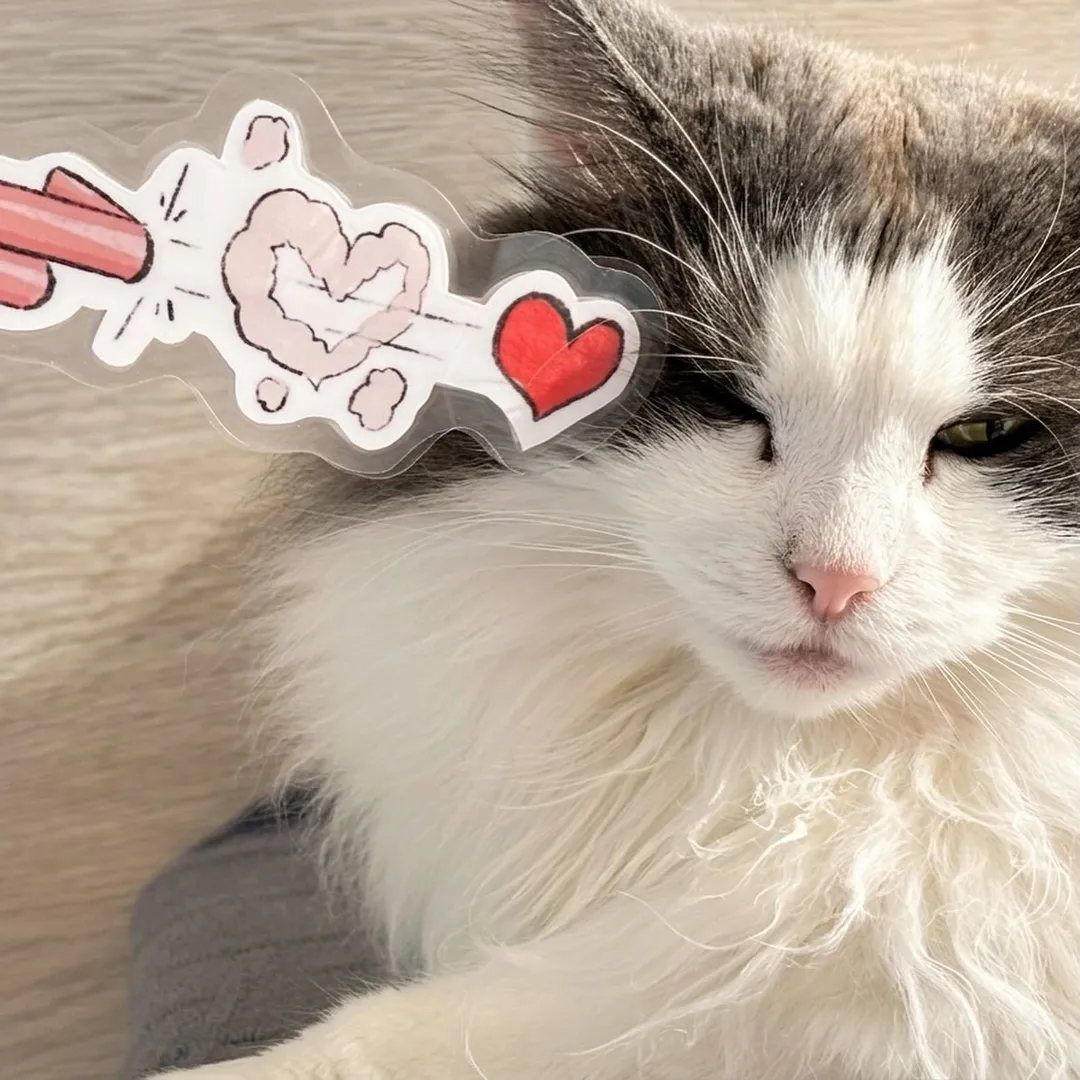 投稿の写真1