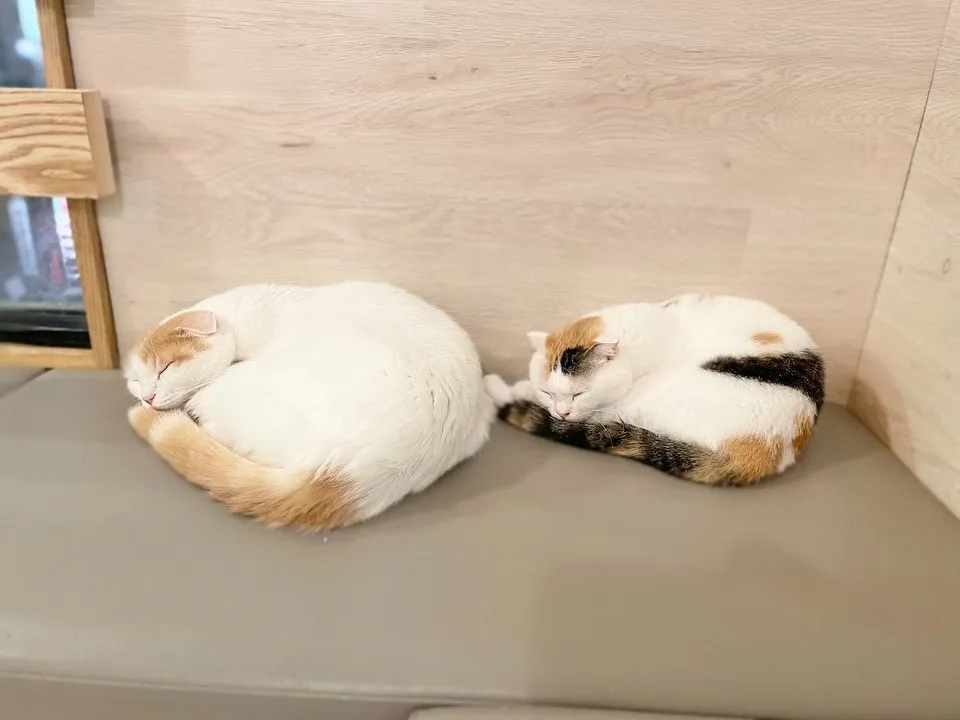 投稿の写真1