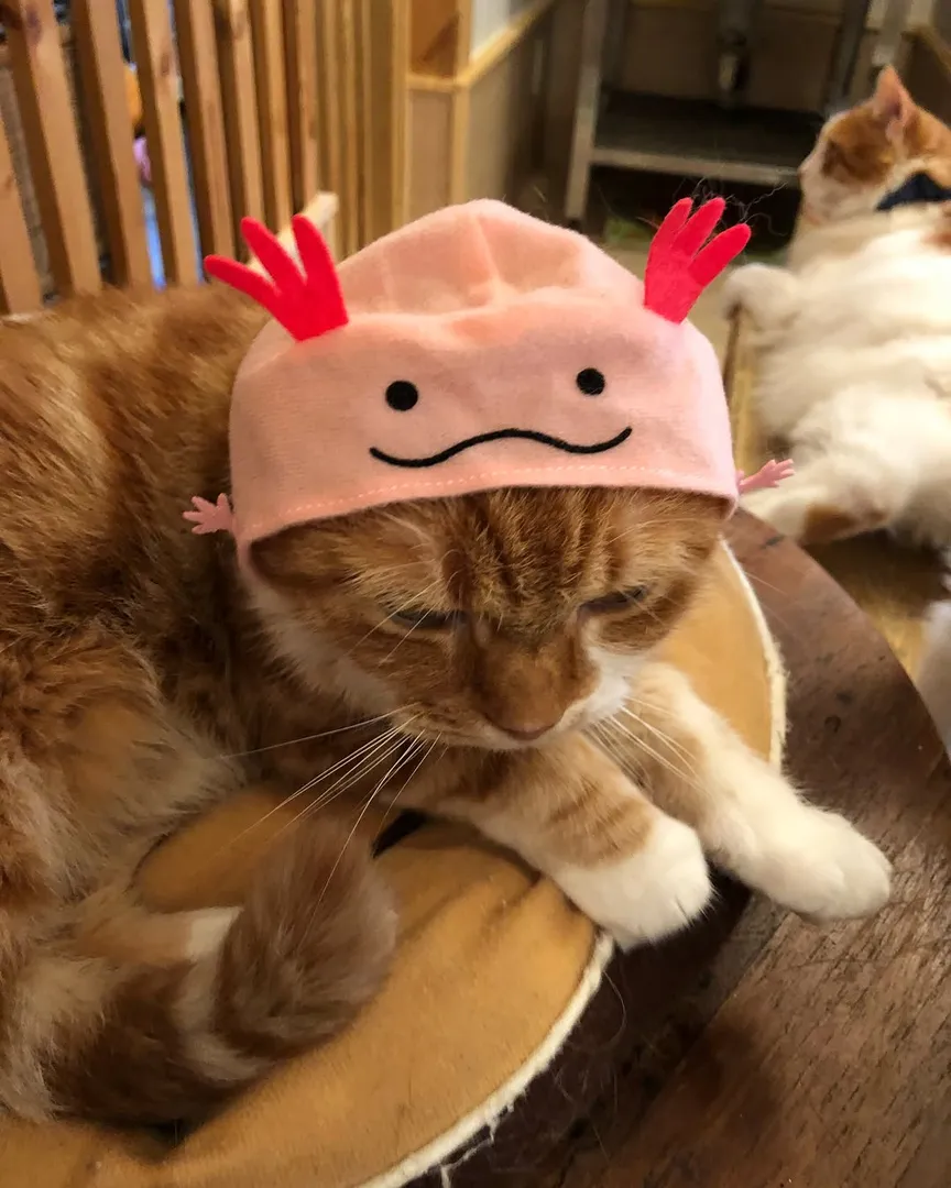 投稿の写真2