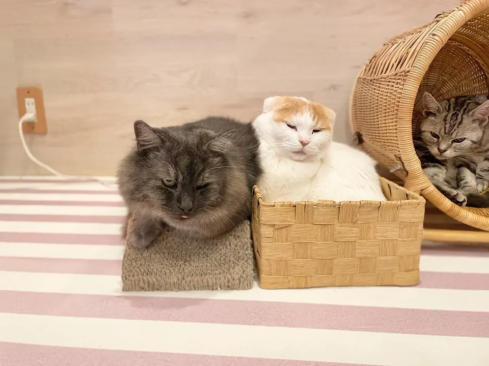 投稿の写真1