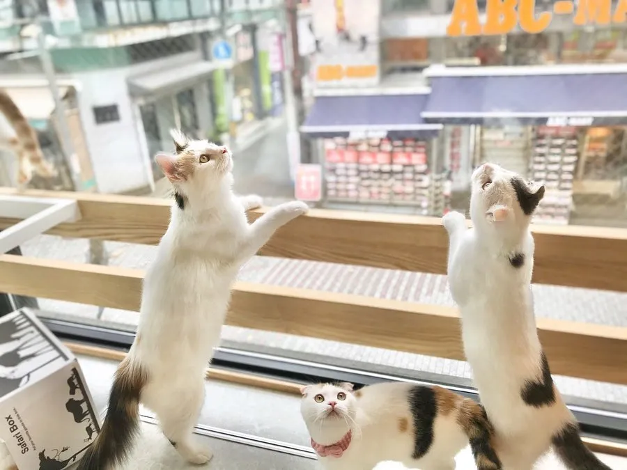 投稿の写真2