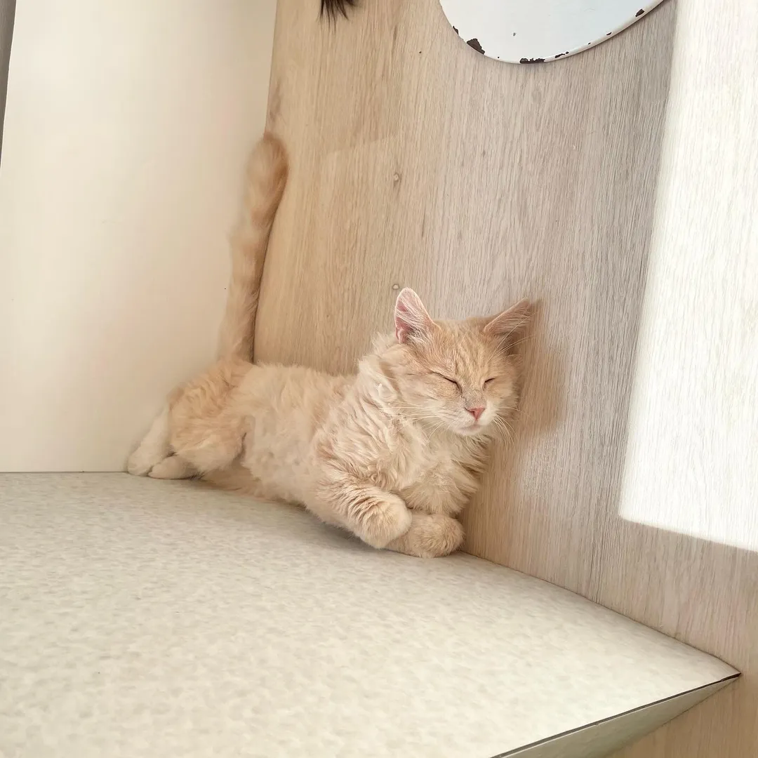 投稿の写真4