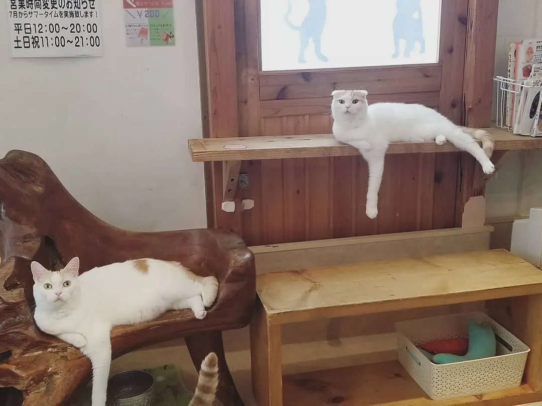 投稿の写真3