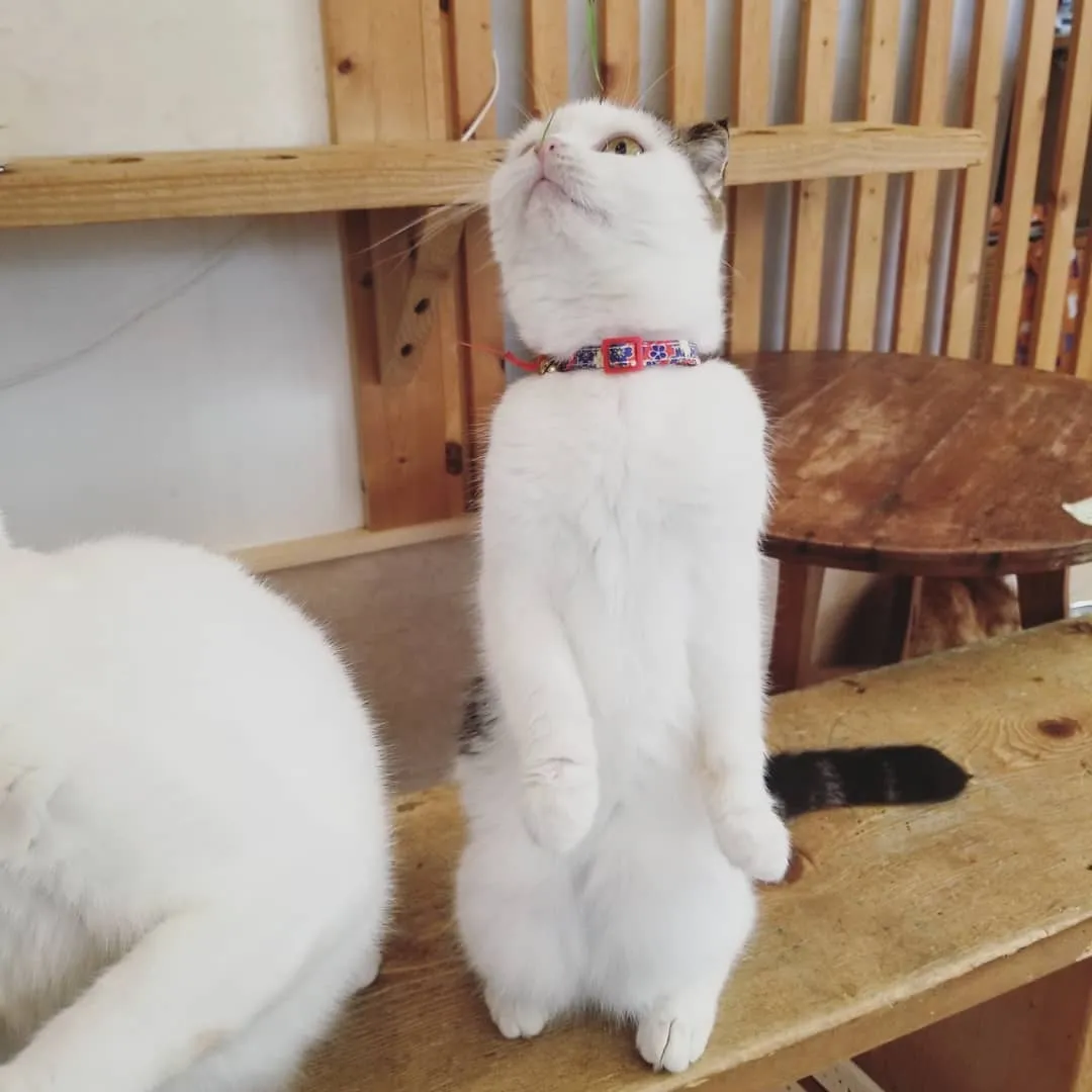 投稿の写真3