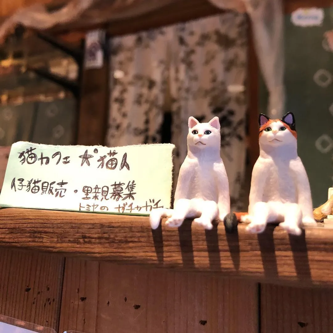 投稿の写真1