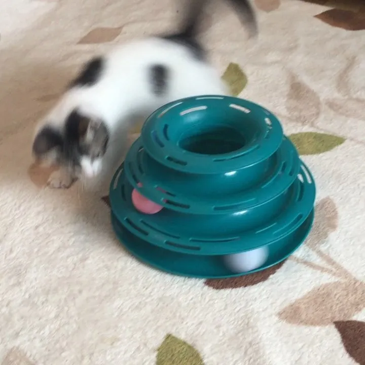 投稿の写真2