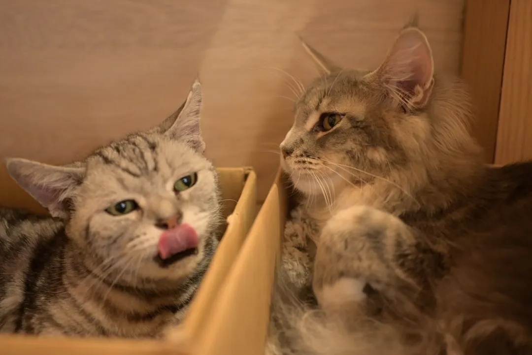 投稿の写真3