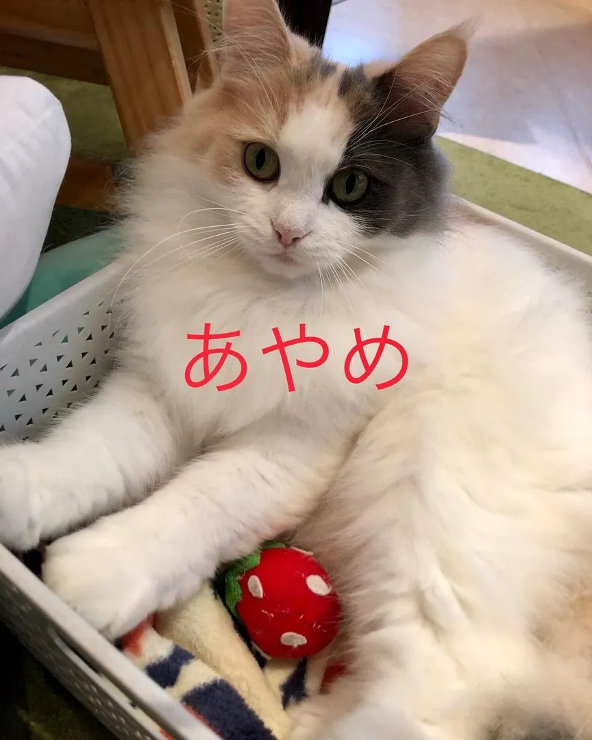 投稿の写真6