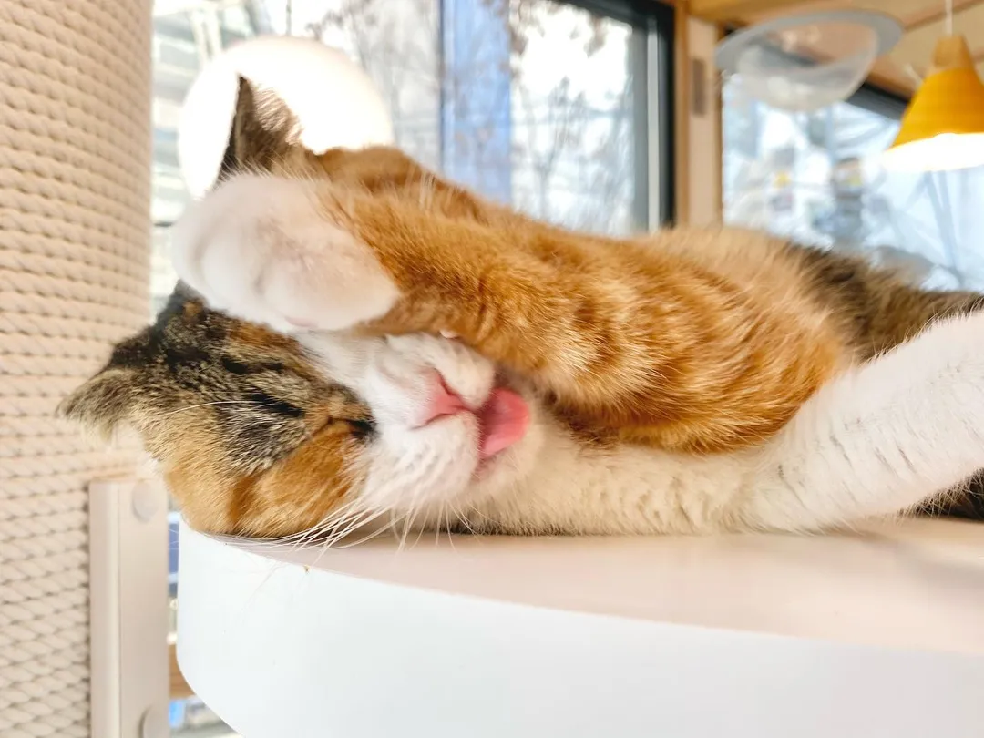 投稿の写真3