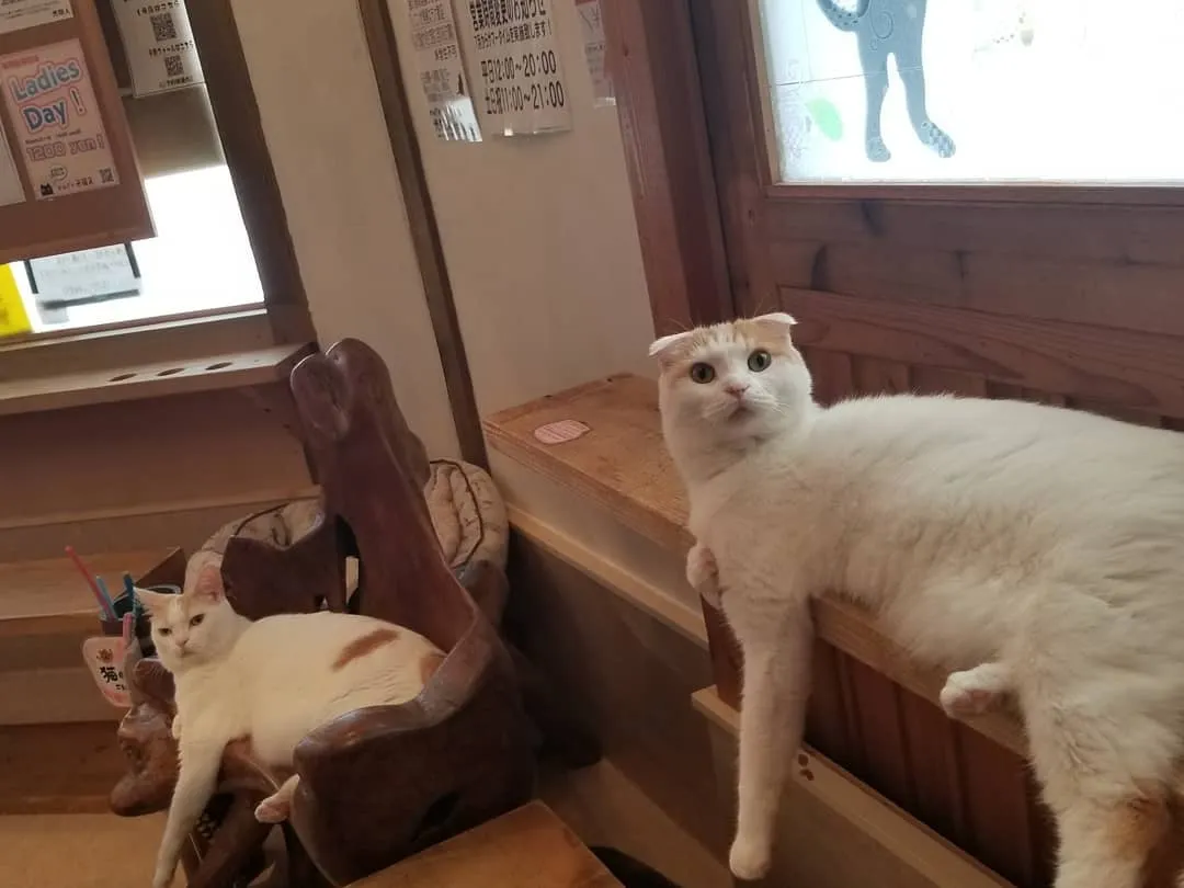 投稿の写真5