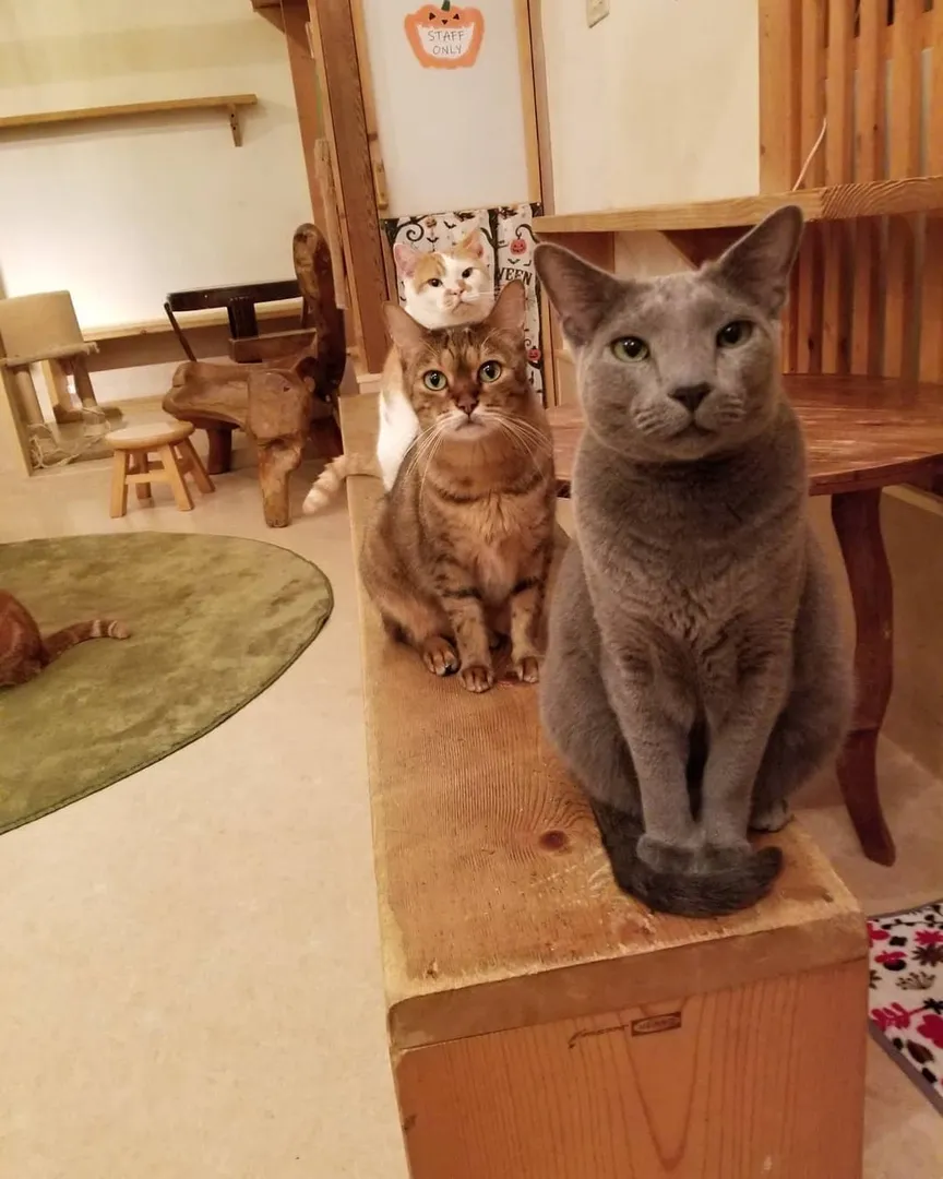投稿の写真3