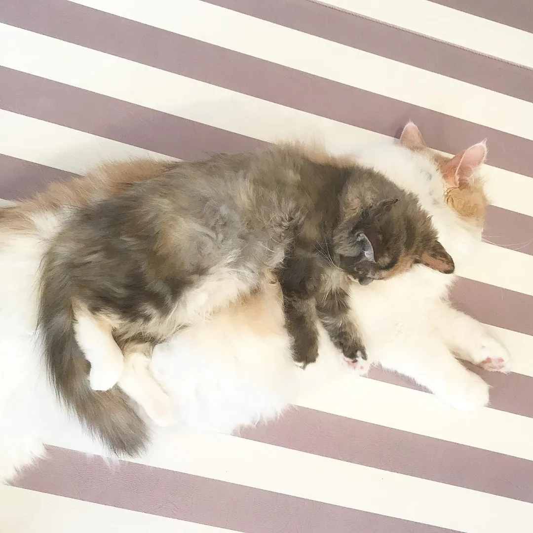 投稿の写真2