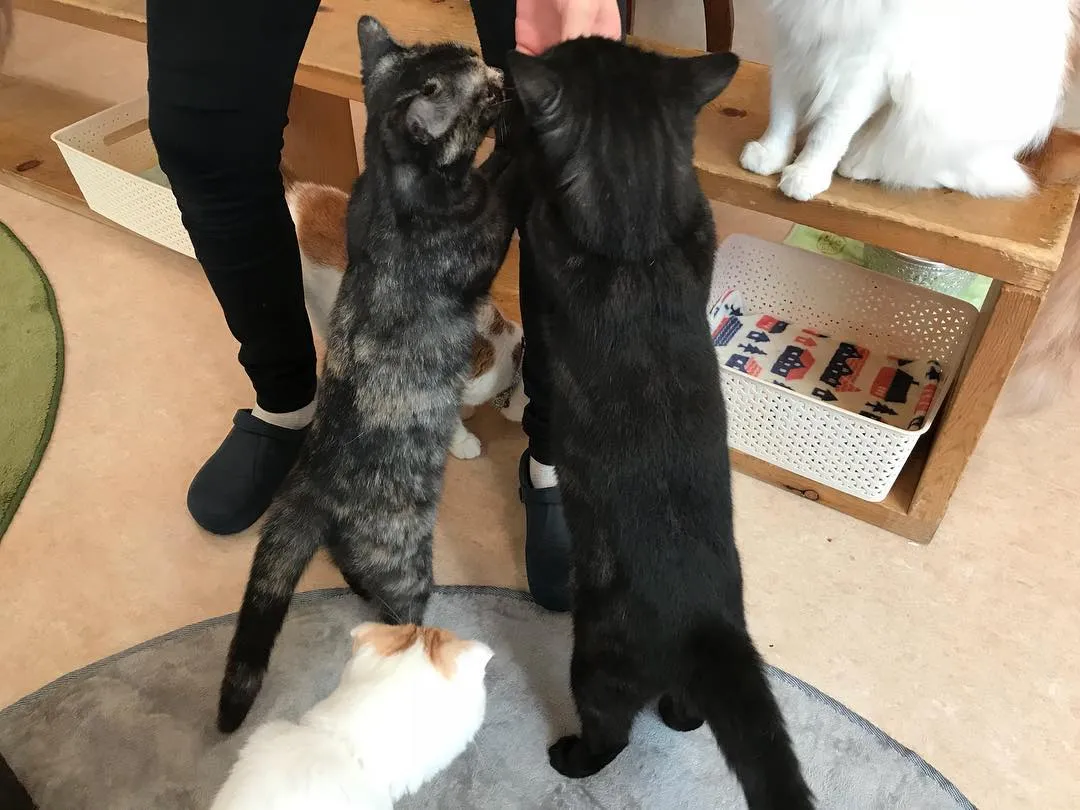 投稿の写真7