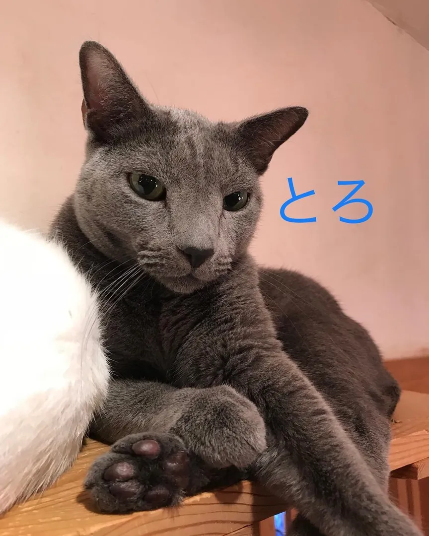 投稿の写真3