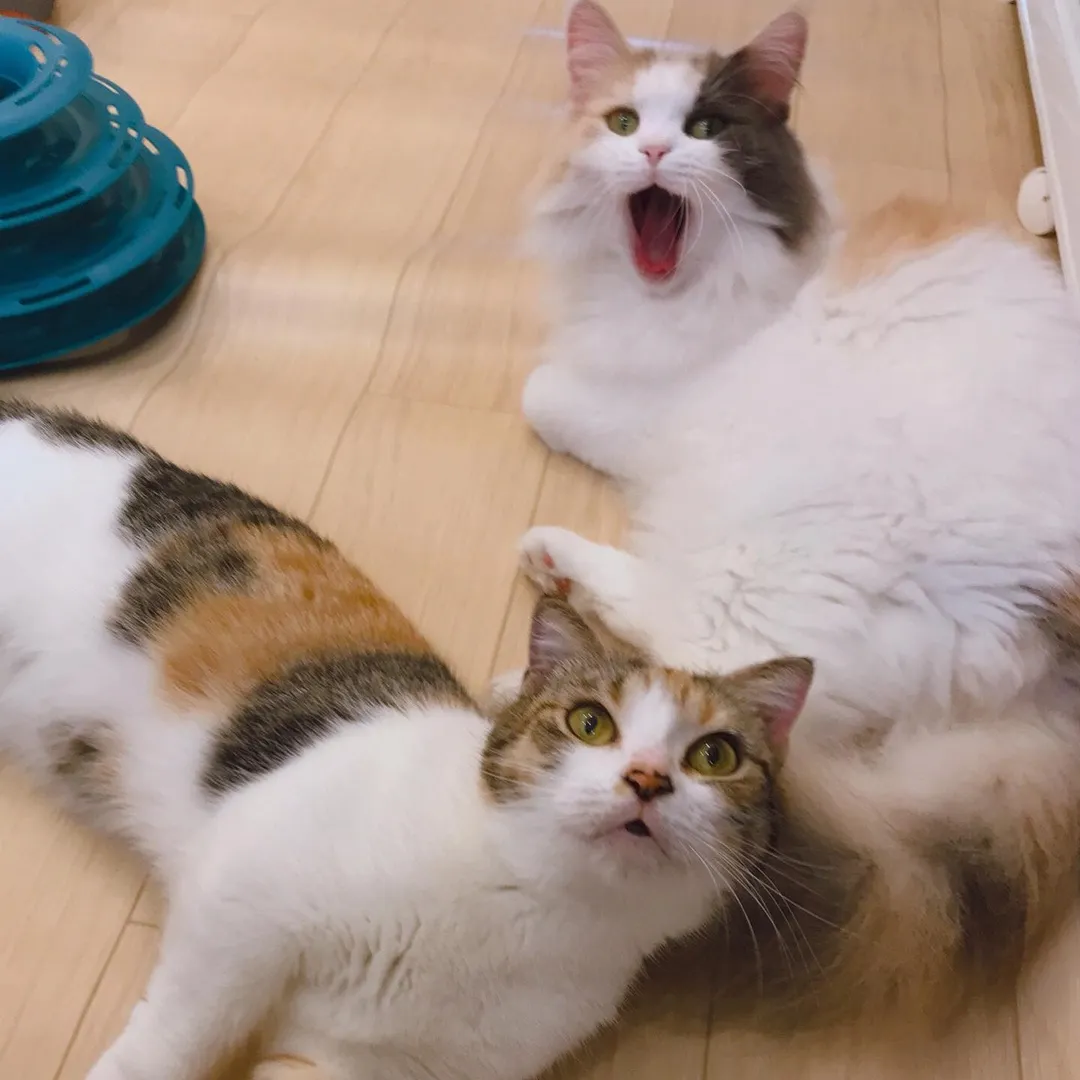 投稿の写真5