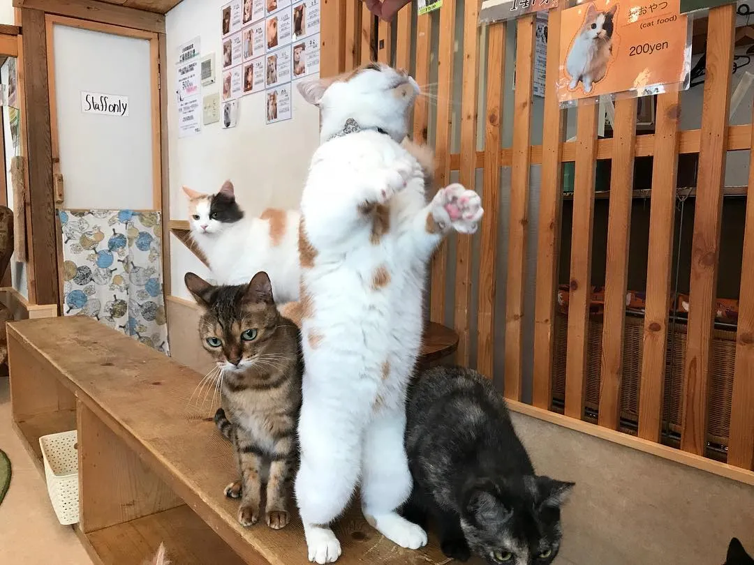 投稿の写真2