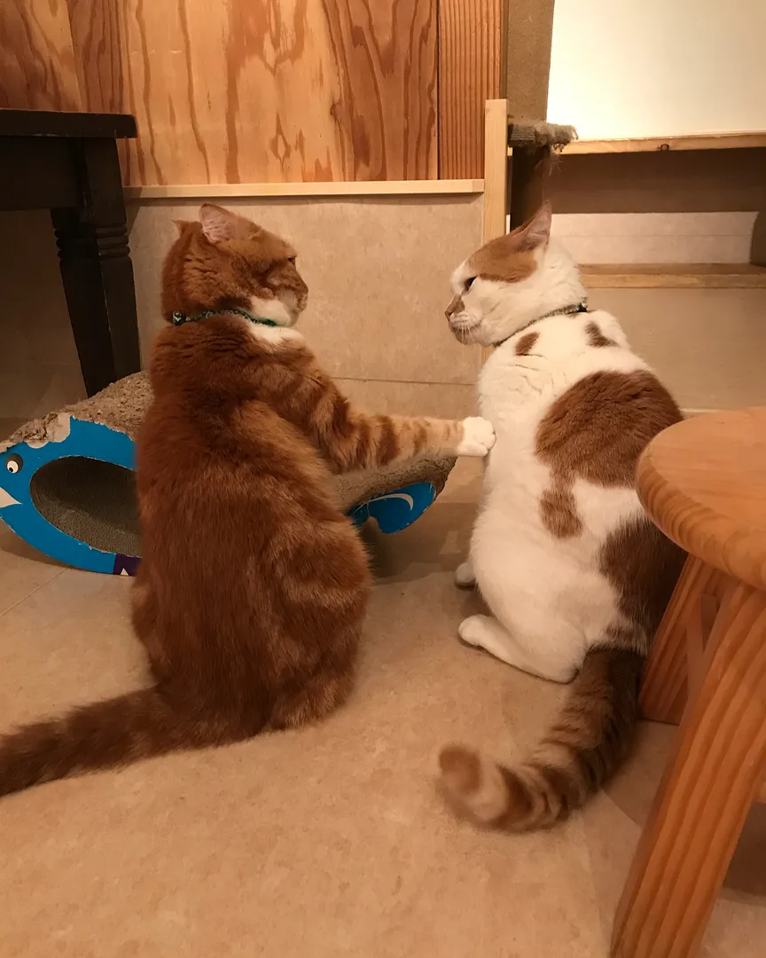 投稿の写真3